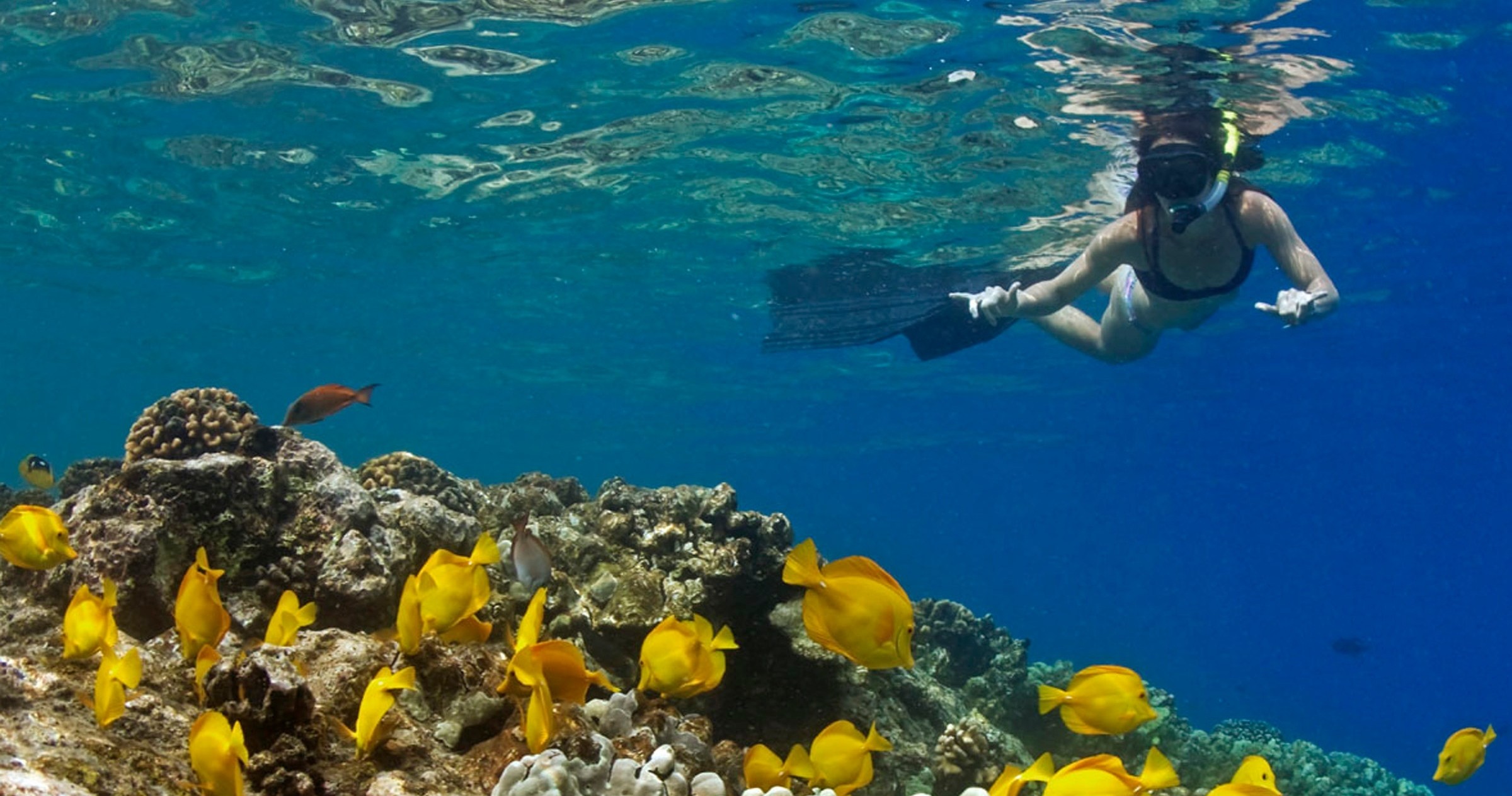 Double Reef Snorkel, Dolphin Watch - Excursion Source