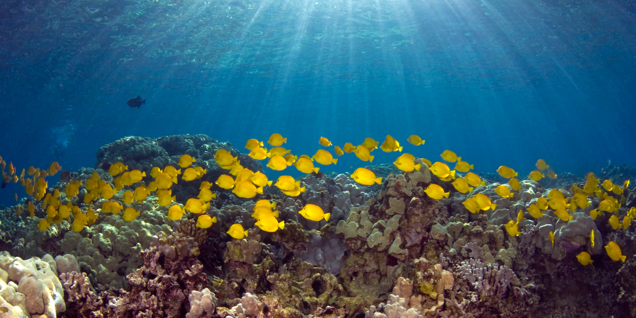 reef 6