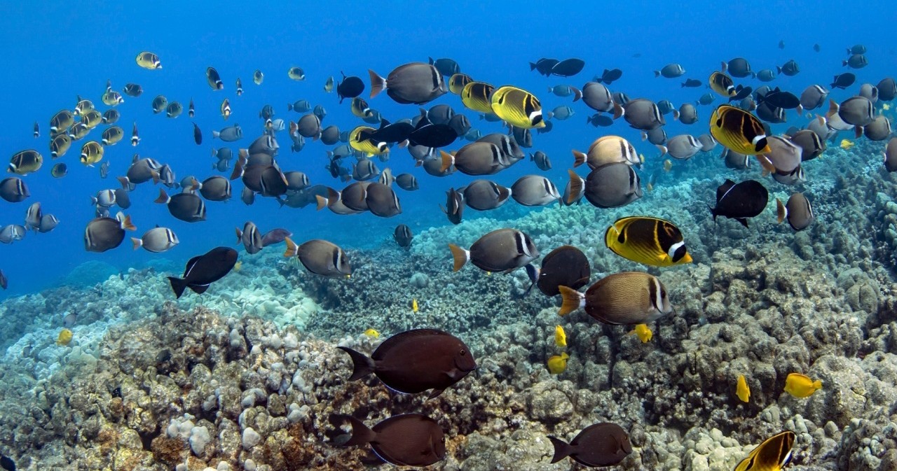 reef-7