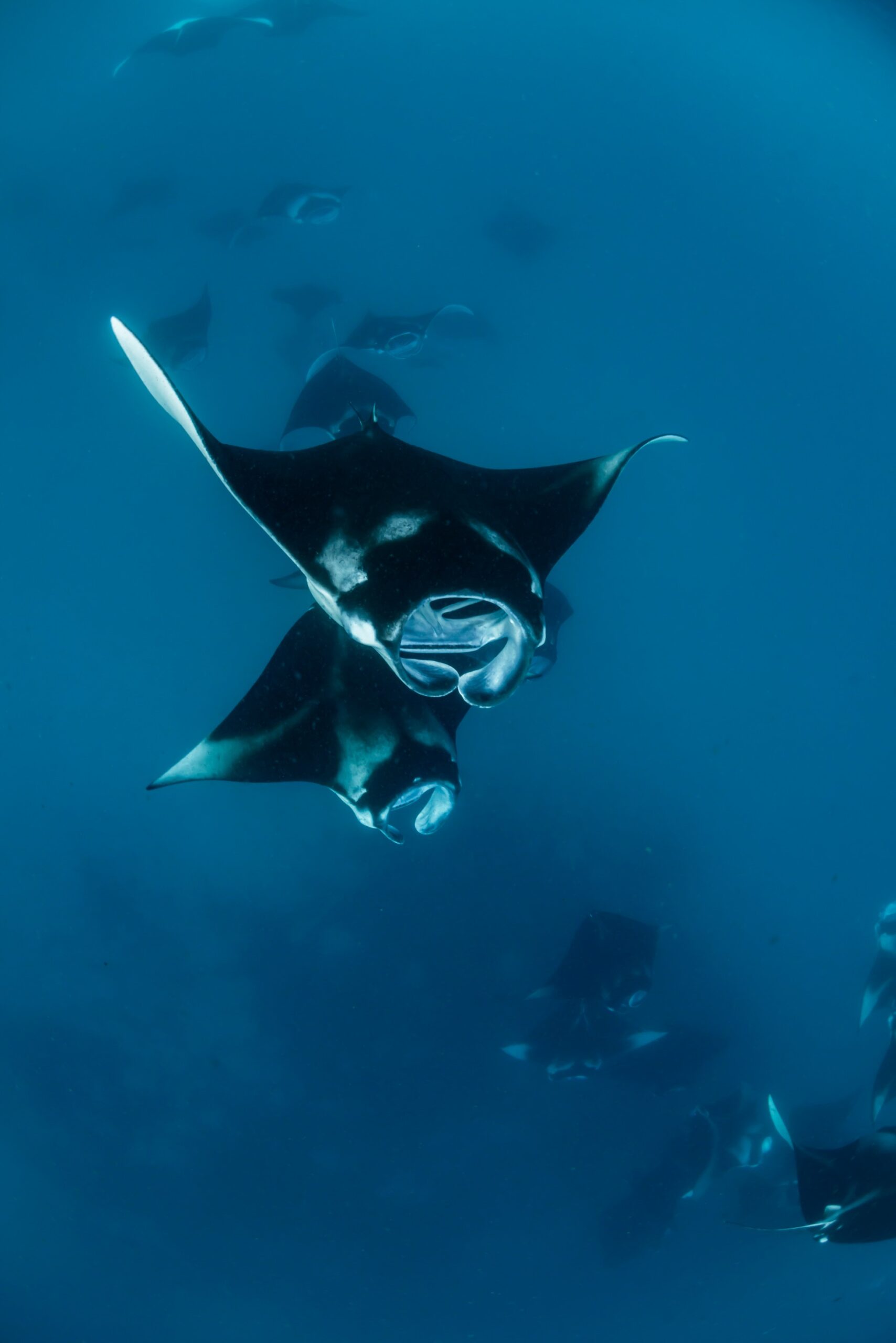 view-fish-underwater (1)